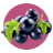 czarna porzeczka